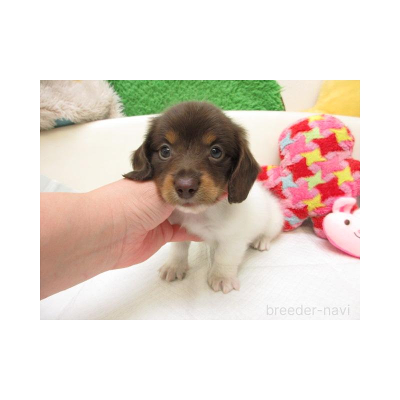 販売中の大阪府のミニチュアダックスフンド(ロングヘアード)-448160の1枚目