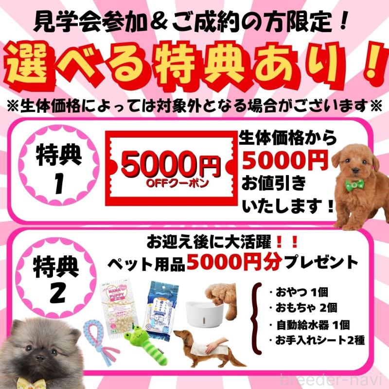 販売中の静岡県のミックス犬-448164の2枚目