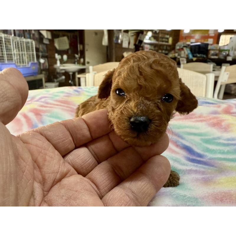 販売中の長野県のトイプードル-448163の6枚目