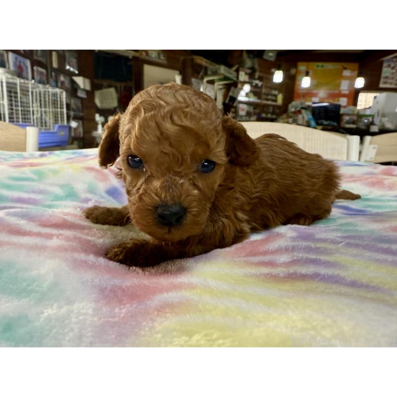 販売中の長野県のトイプードル-448163の5枚目