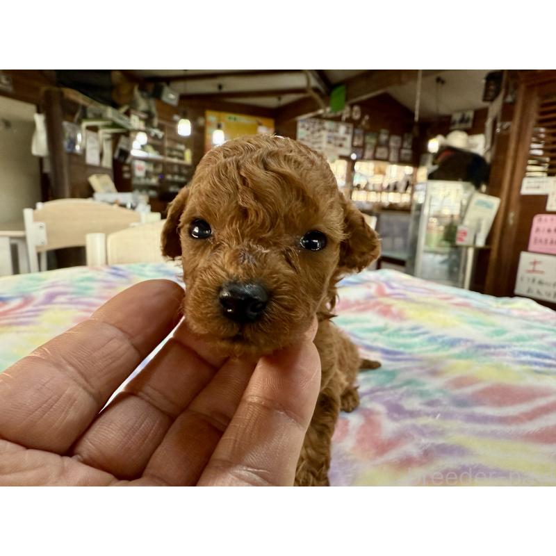 販売中の長野県のトイプードル-448163の3枚目