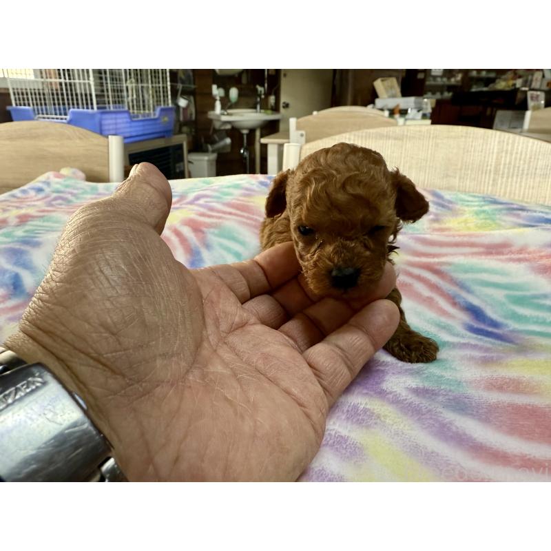 販売中の長野県のトイプードル-448163の2枚目