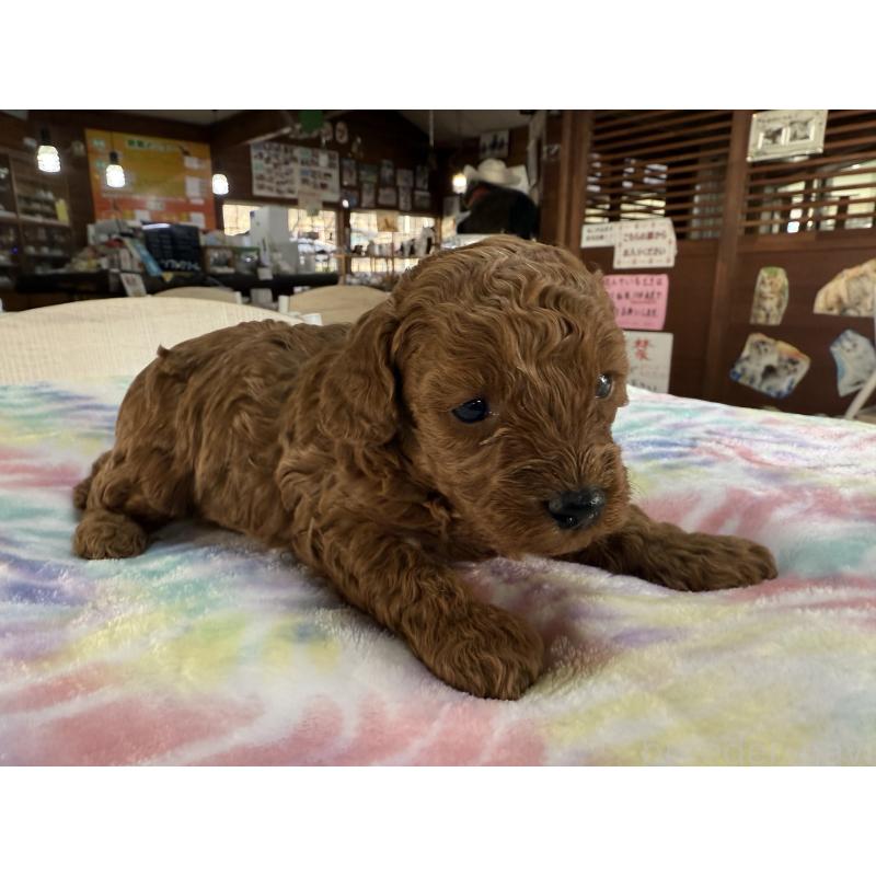 販売中の長野県のトイプードル-448167の5枚目