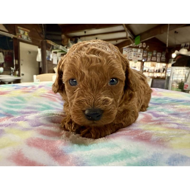 販売中の長野県のトイプードル-448167の4枚目