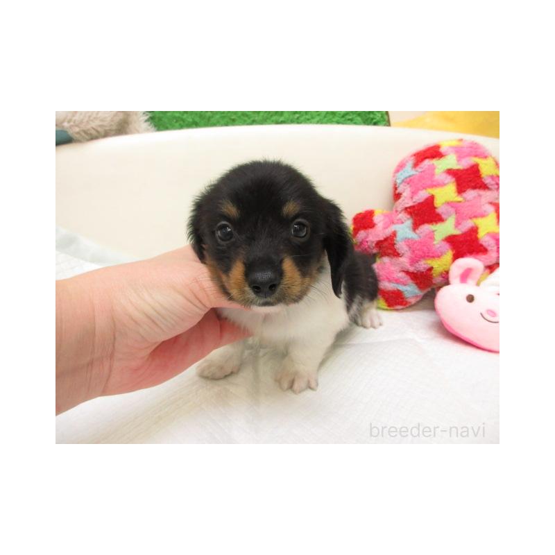 販売中の大阪府のミニチュアダックスフンド(ロングヘアード)-448166の2枚目