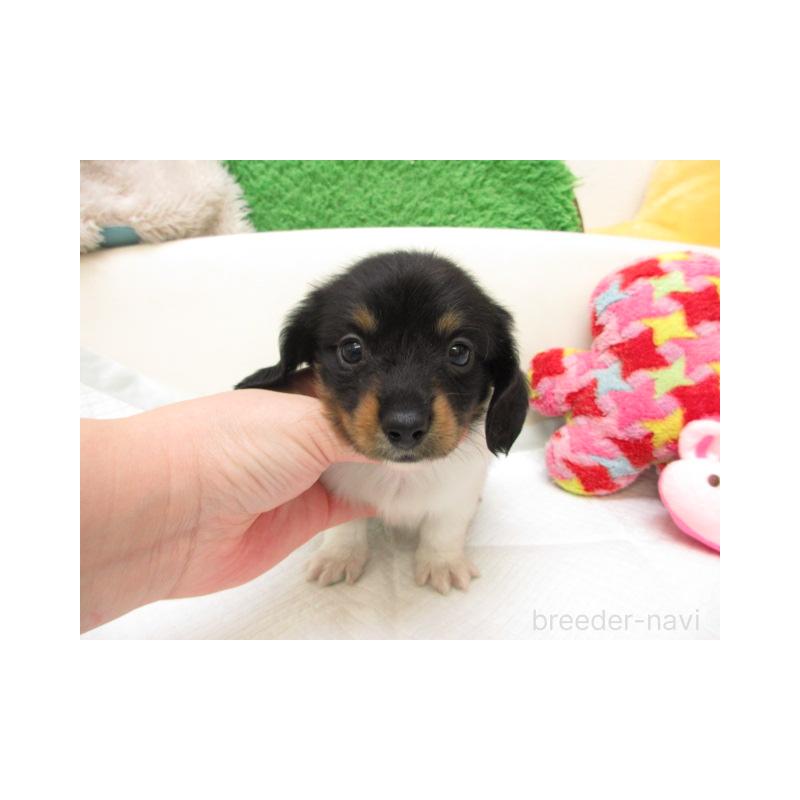 販売中の大阪府のミニチュアダックスフンド(ロングヘアード)-448166