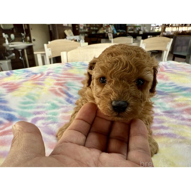 販売中の長野県のトイプードル-448168の6枚目