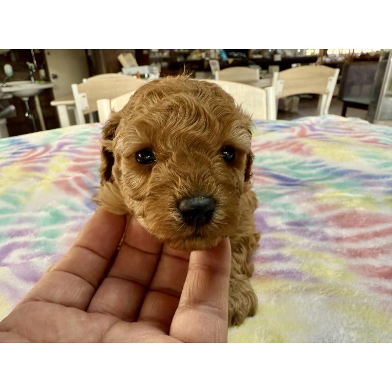 販売中の長野県のトイプードル-448168の5枚目