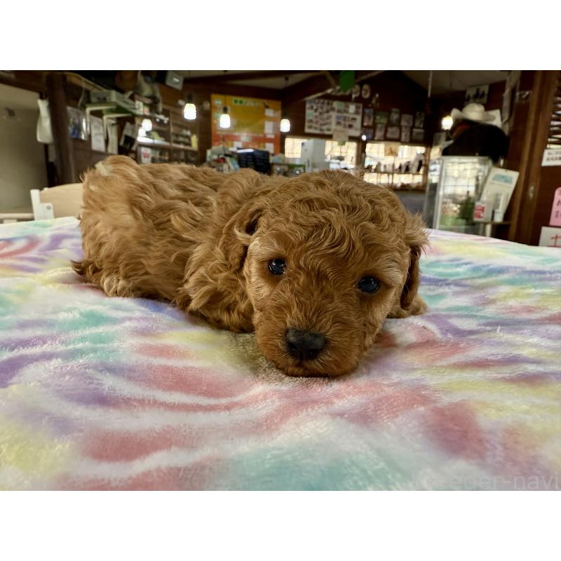 販売中の長野県のトイプードル-448168の4枚目