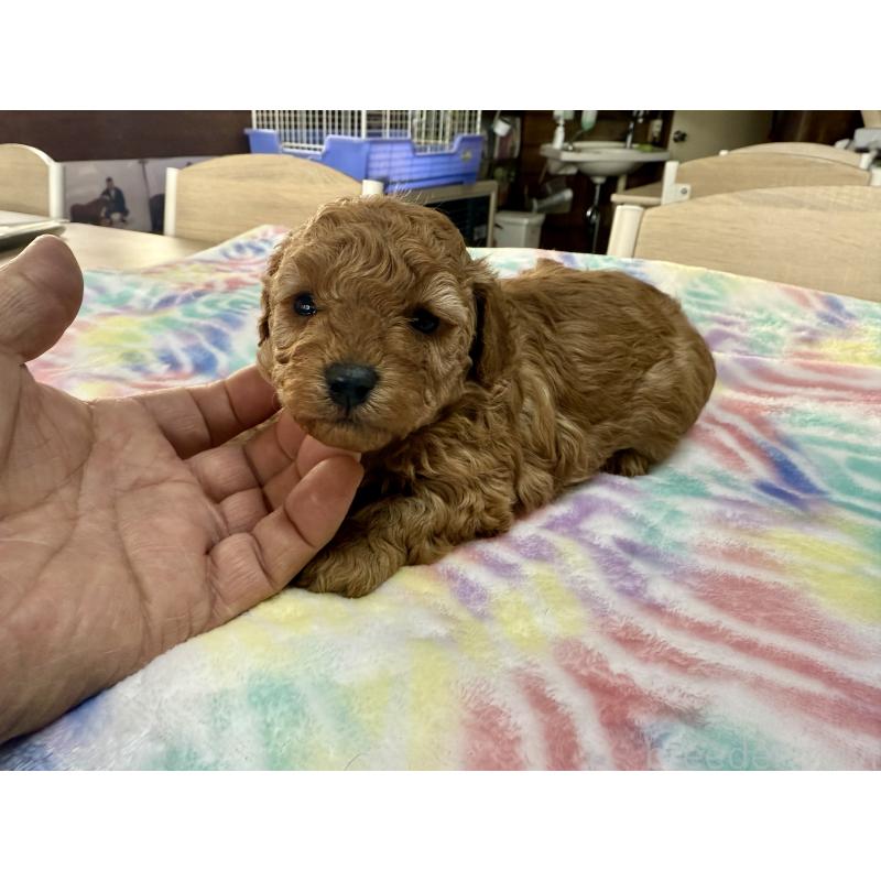 販売中の長野県のトイプードル-448168の3枚目