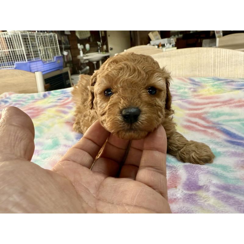 販売中の長野県のトイプードル-448168の2枚目