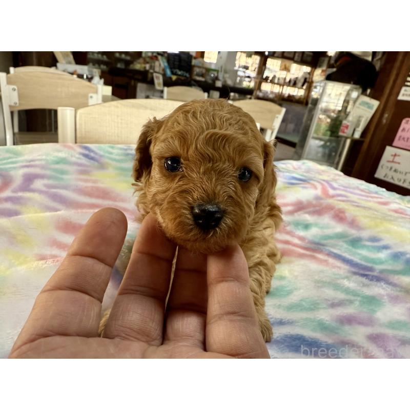 販売中の長野県のトイプードル-448170の5枚目