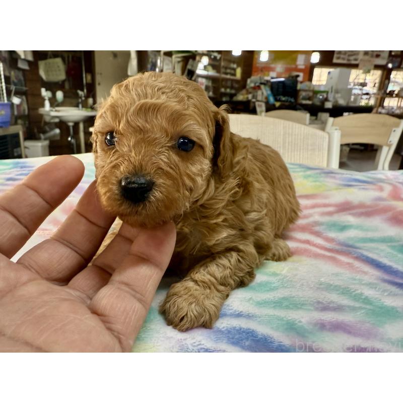 販売中の長野県のトイプードル-448170の4枚目