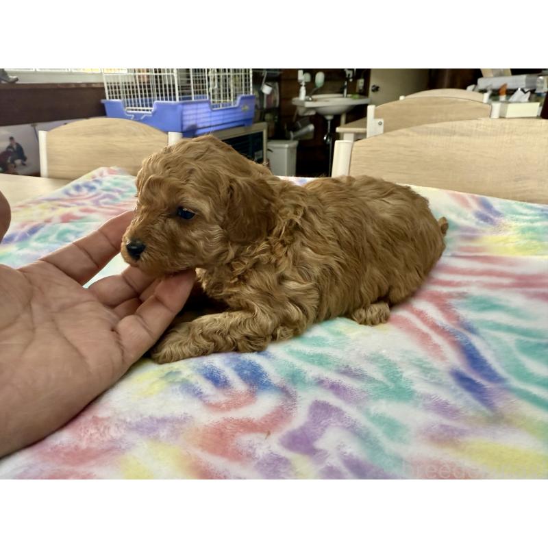 販売中の長野県のトイプードル-448170の3枚目