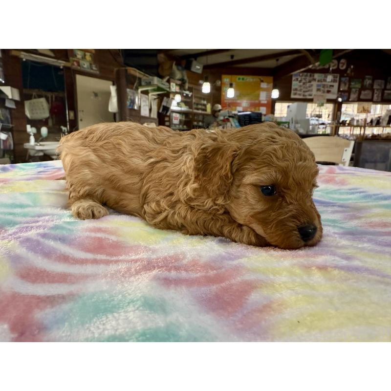 販売中の長野県のトイプードル-448170の2枚目