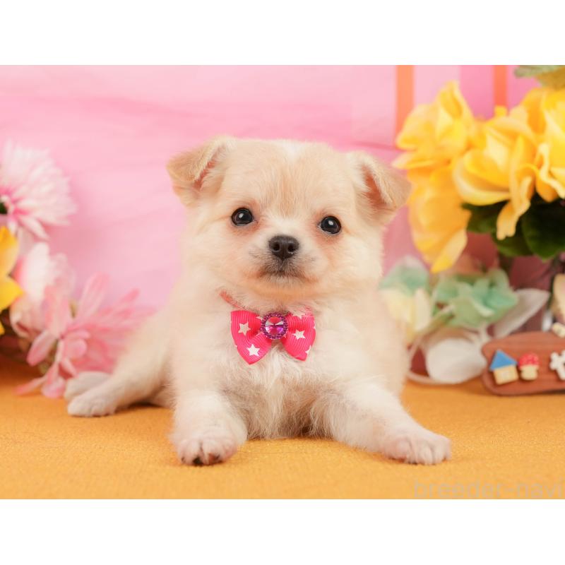 販売中の静岡県のチワワ(ロングコート)-448175の1枚目