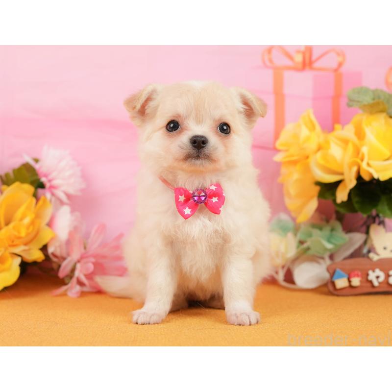 販売中の静岡県のチワワ(ロングコート)-448175の8枚目