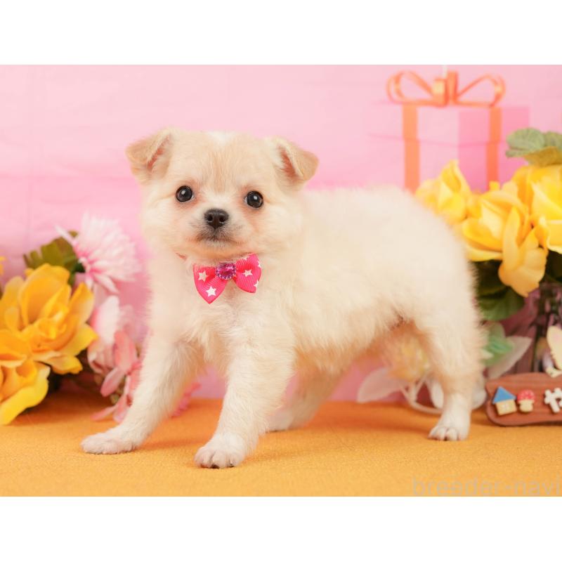 販売中の静岡県のチワワ(ロングコート)-448175の7枚目