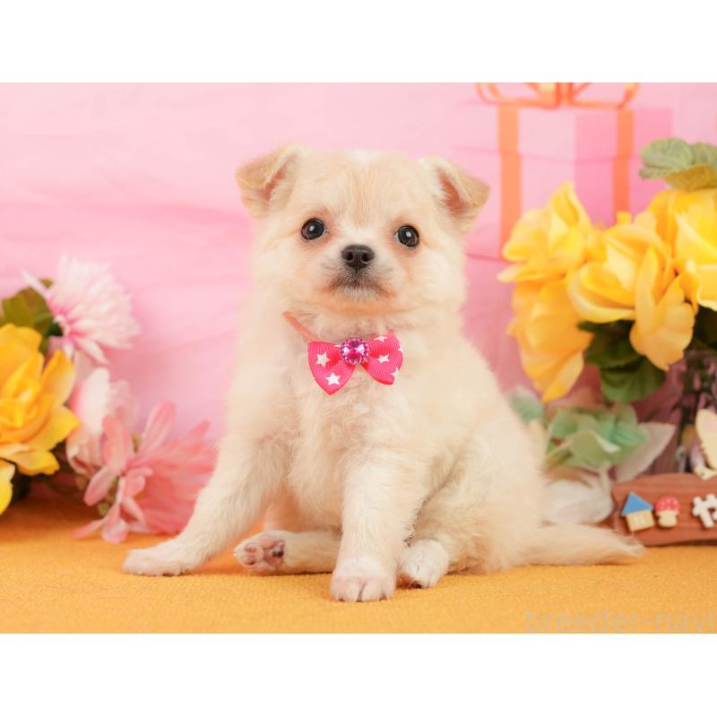 販売中の静岡県のチワワ(ロングコート)-448175の6枚目