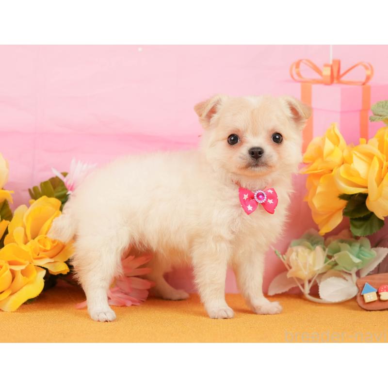 販売中の静岡県のチワワ(ロングコート)-448175の5枚目