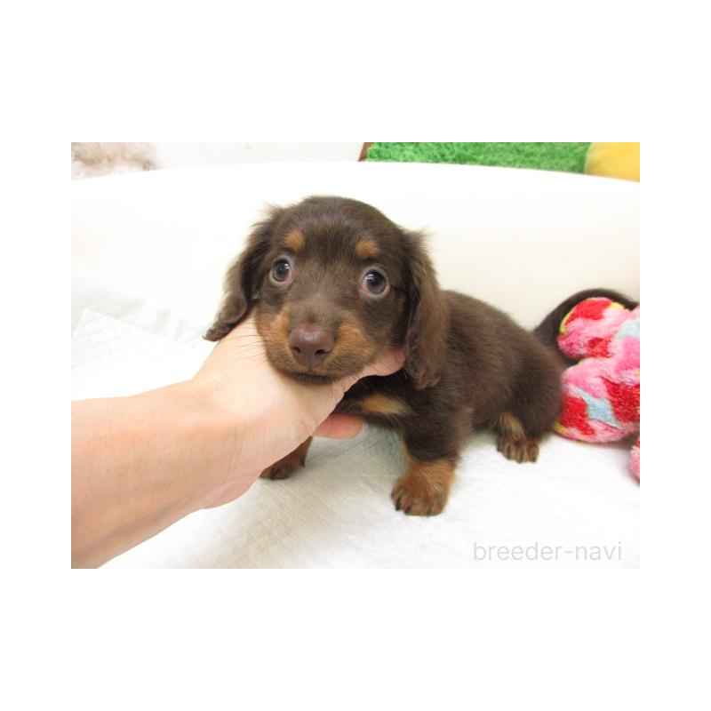 販売中の大阪府のミニチュアダックスフンド(ロングヘアード)-448176の2枚目