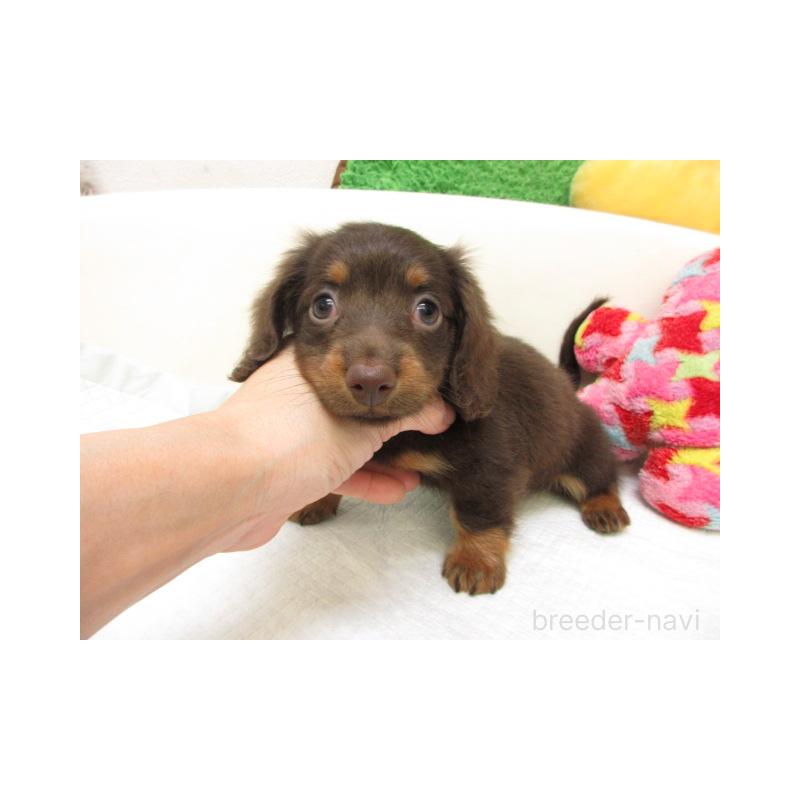販売中の大阪府のミニチュアダックスフンド(ロングヘアード)-448176