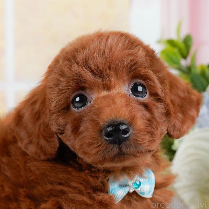 成約済の神奈川県のトイプードル-448182の1枚目