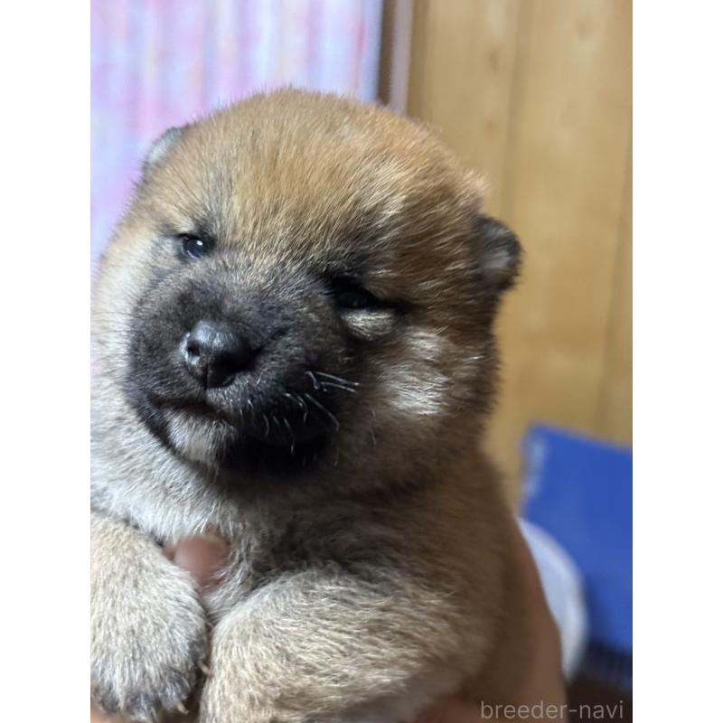販売中の愛知県の柴犬-448180の3枚目