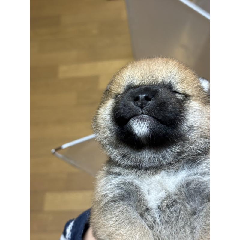 販売中の愛知県の柴犬-448180の2枚目