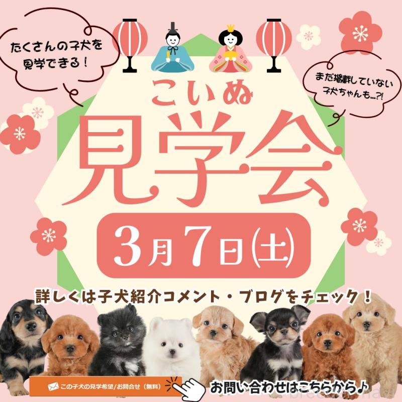 販売中の埼玉県のトイプードル-448169の3枚目