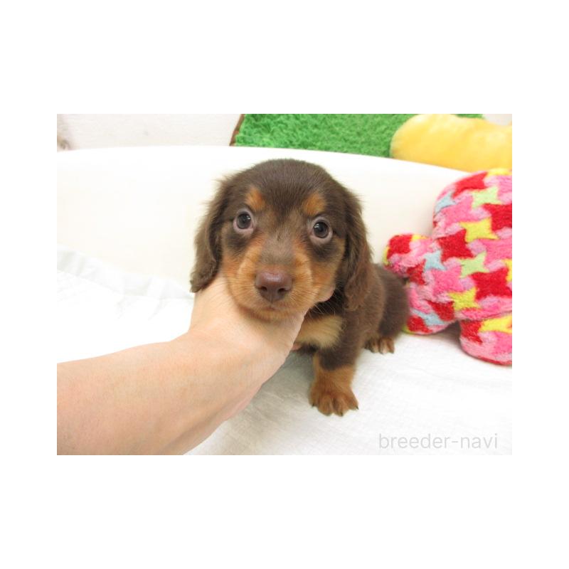 販売中の大阪府のミニチュアダックスフンド(ロングヘアード)-448186の2枚目