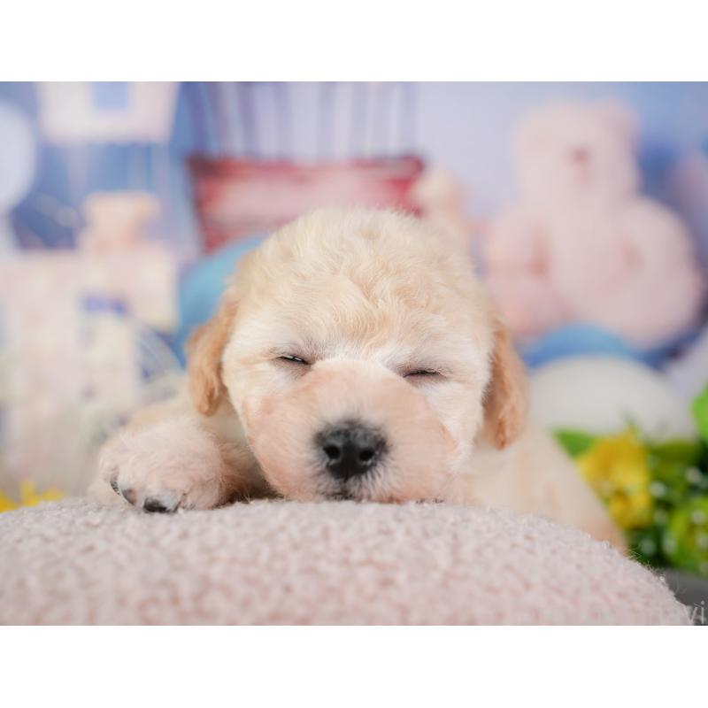 販売中の千葉県のミックス犬-448189の10枚目