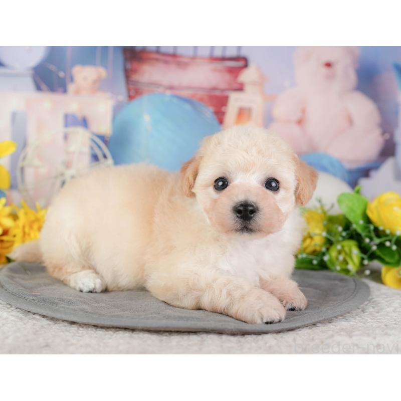 販売中の千葉県のミックス犬-448189の9枚目