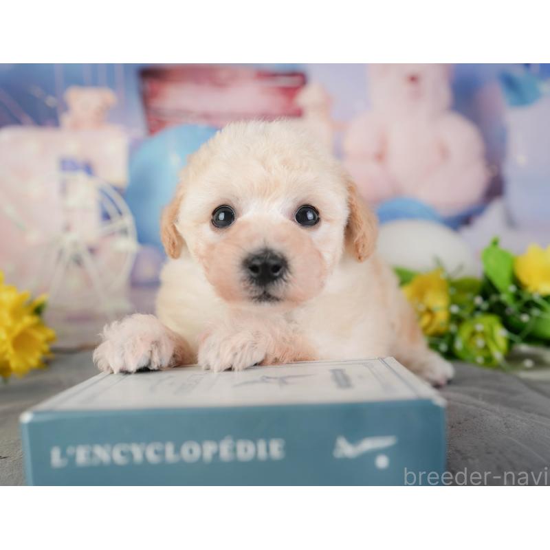 販売中の千葉県のミックス犬-448189の8枚目