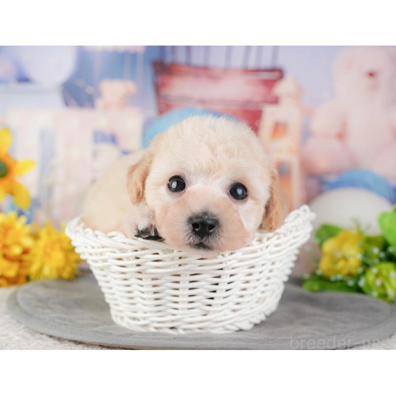 販売中の千葉県のミックス犬-448189の7枚目