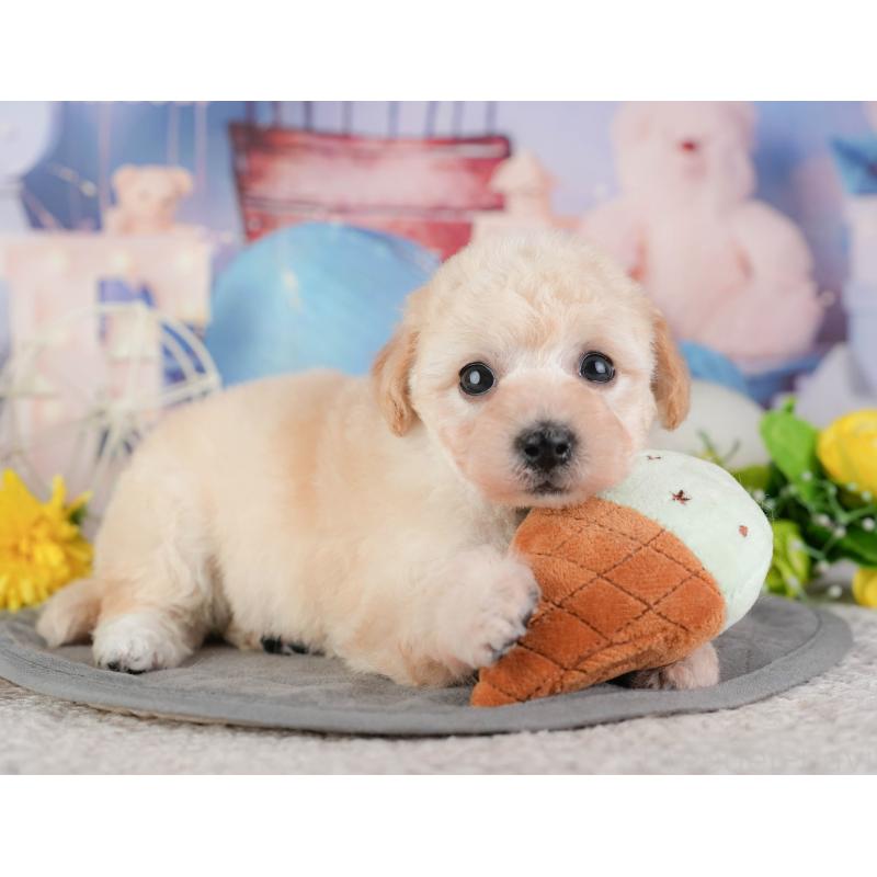 販売中の千葉県のミックス犬-448189の6枚目