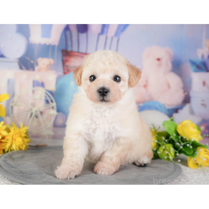 販売中の千葉県のミックス犬-448189の3枚目