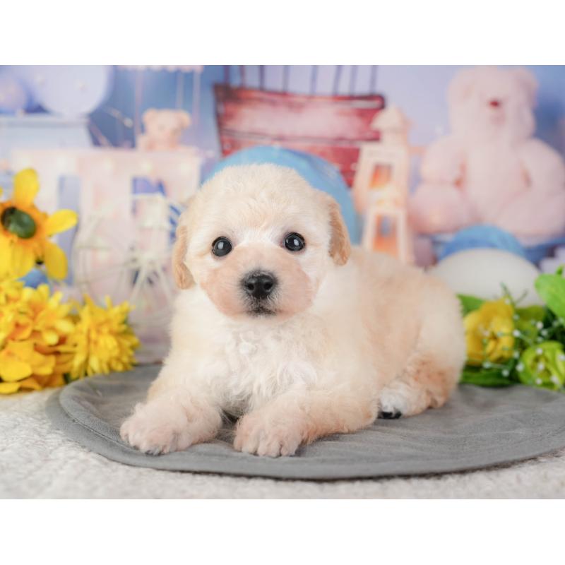 販売中の千葉県のミックス犬-448189の2枚目