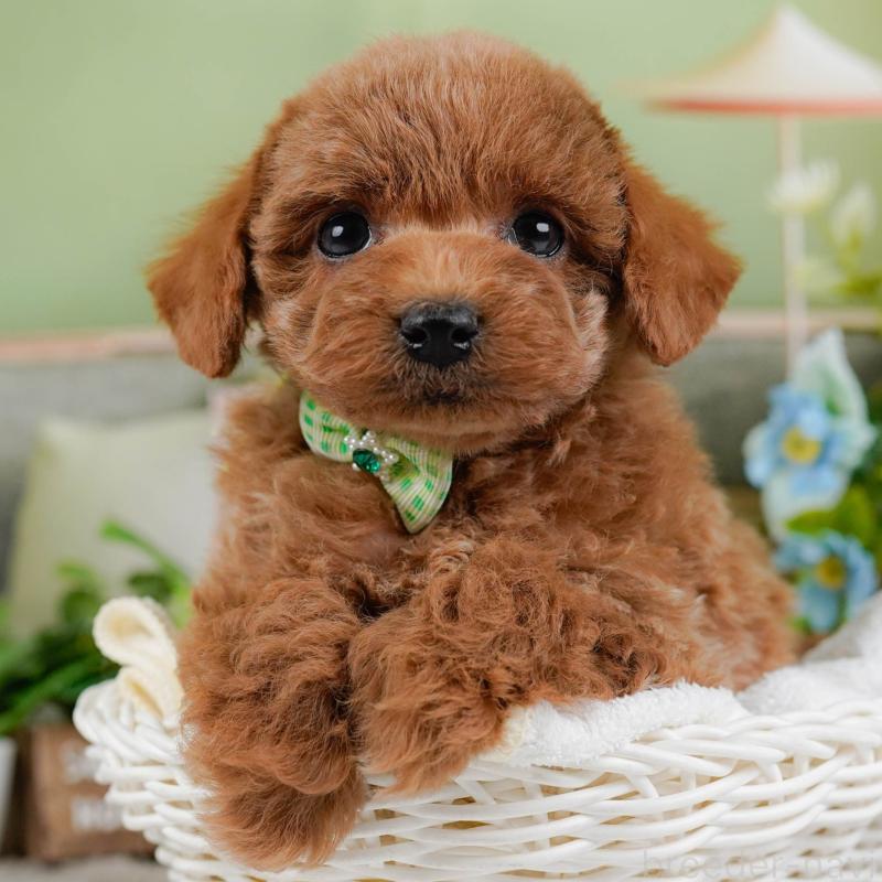 販売中の神奈川県のトイプードル-448190の1枚目