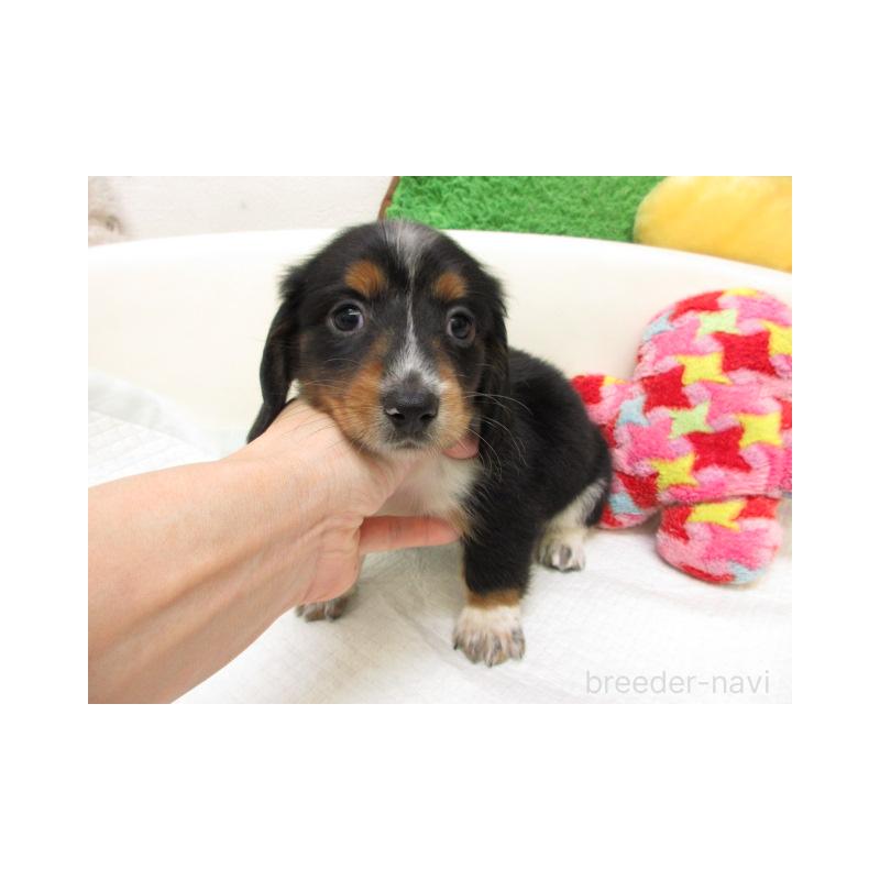 販売中の大阪府のミニチュアダックスフンド(ロングヘアード)-448191