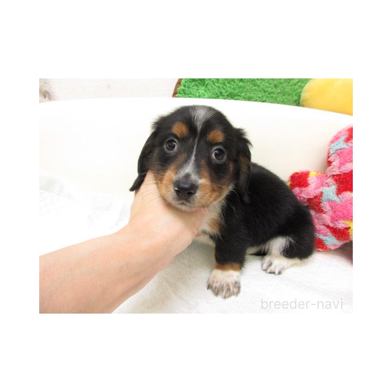 販売中の大阪府のミニチュアダックスフンド(ロングヘアード)-448191の2枚目