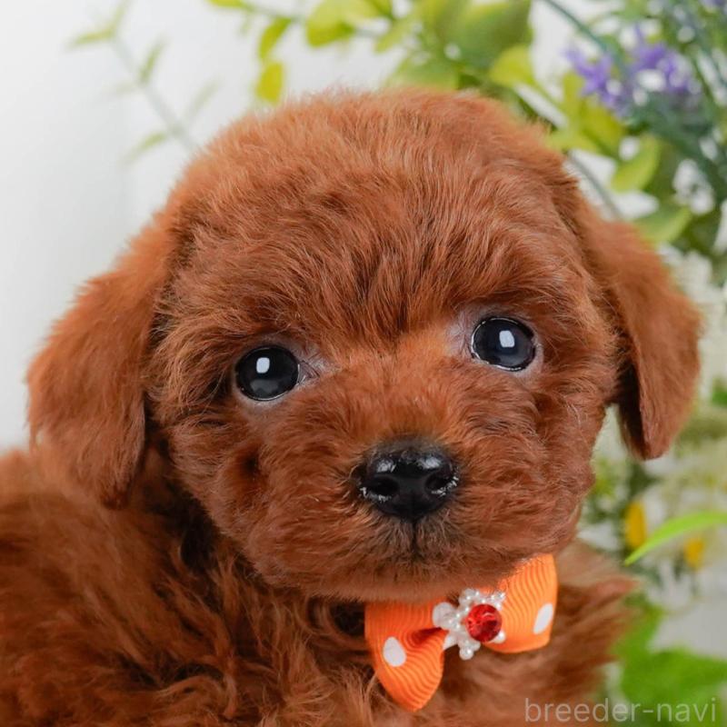 成約済の神奈川県のトイプードル-448193の1枚目