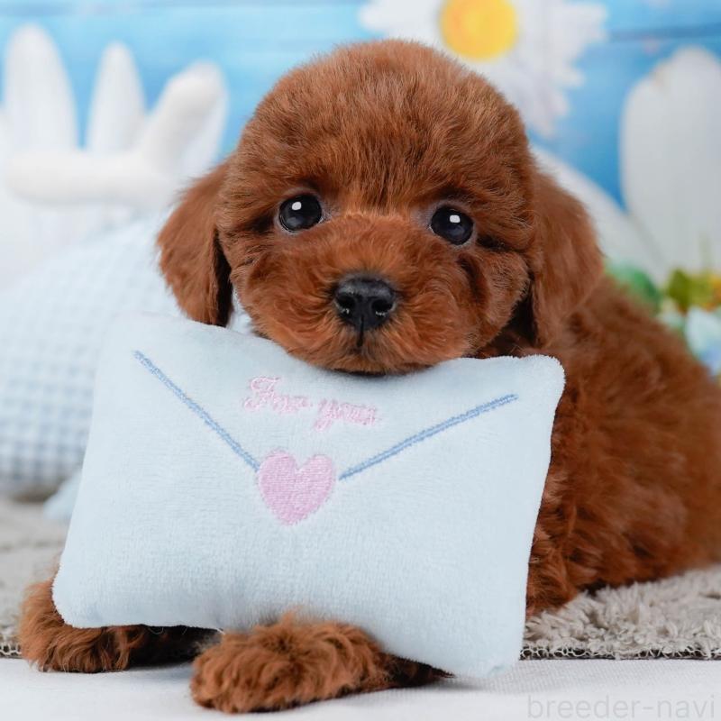 販売中の神奈川県のトイプードル-448196