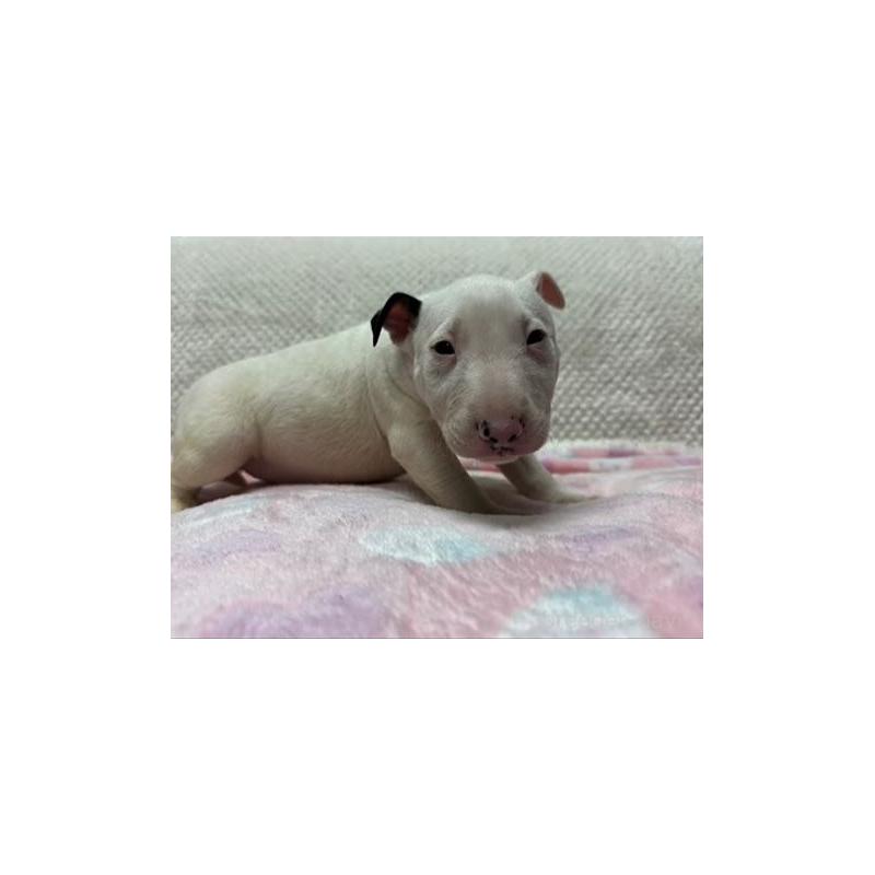 販売中の埼玉県のミニチュアブルテリア-448201の2枚目