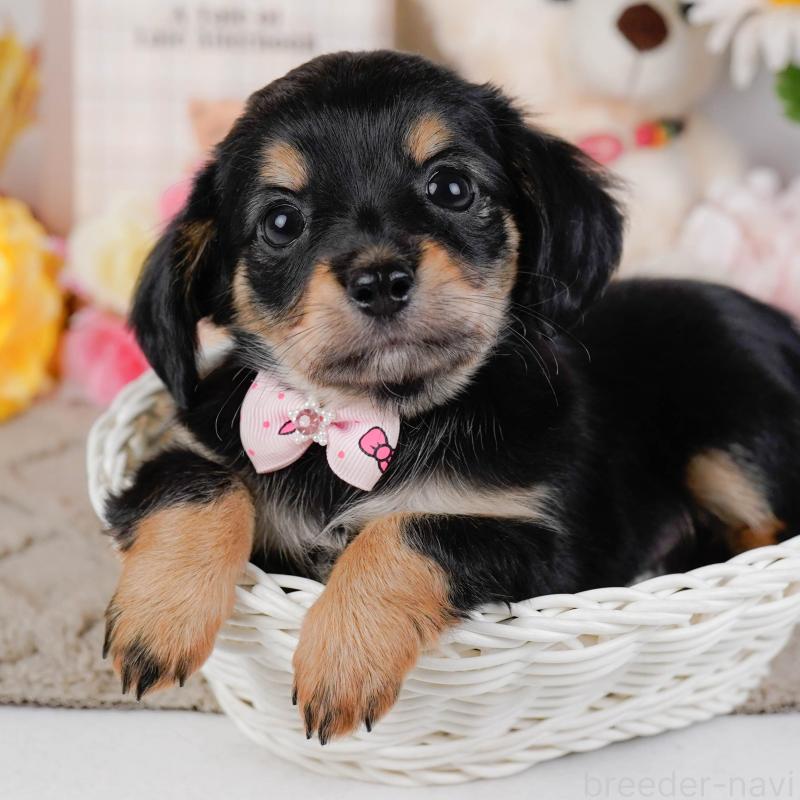 販売中の神奈川県のチワックス:チワワ×ミニチュアダックスフンド-448214の1枚目