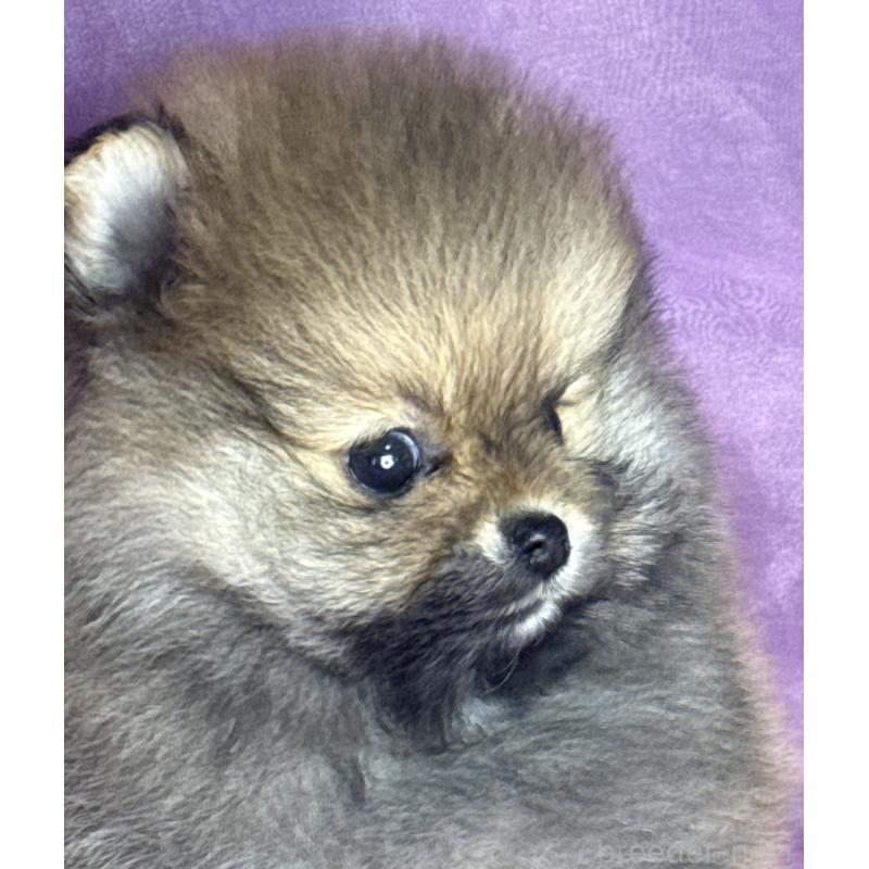 販売中の三重県のポメラニアン-448213の10枚目