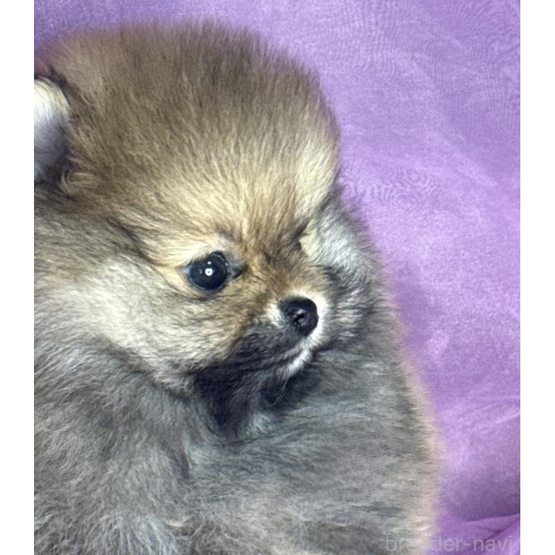 販売中の三重県のポメラニアン-448213の8枚目