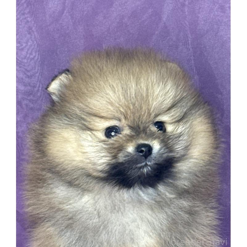 販売中の三重県のポメラニアン-448213の7枚目