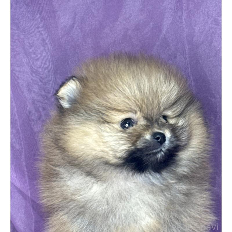 販売中の三重県のポメラニアン-448213の6枚目