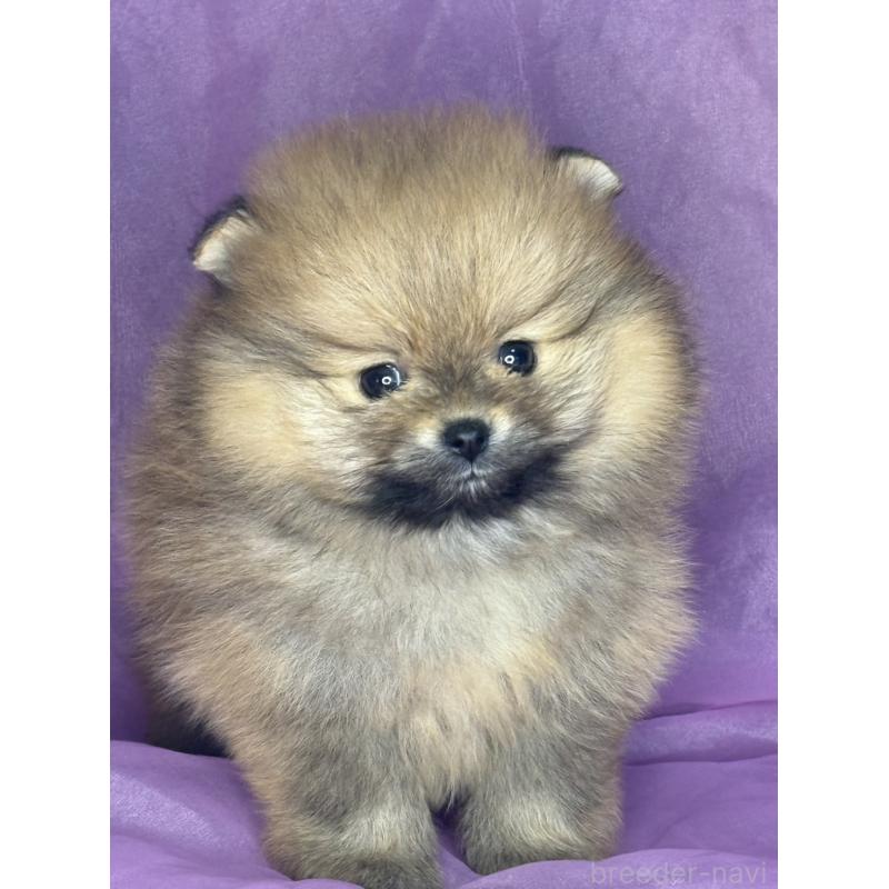 販売中の三重県のポメラニアン-448213の5枚目